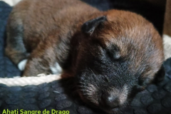 Ahati-Sangre-de-Drago