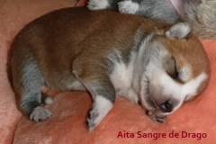 Aita-Sangre-de-Drago