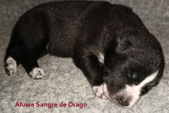 Aluwa-Sangre-de-Drago