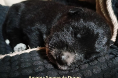 Amama-Sangre-de-Drago