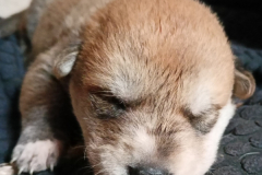 Anapi-Sangre-de-Drago