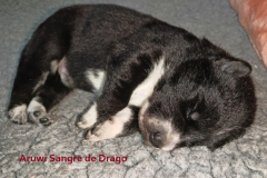 Aruwi-Sangre-de-Drago