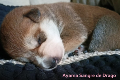 Ayama-Sangre-de-Drago