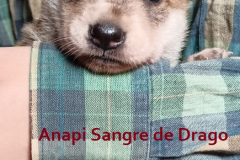 Anapi