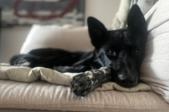 Akiva 8