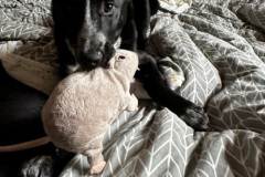 Poppy 1