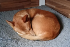 Riley 9