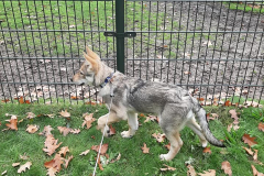 Wolf5