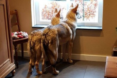 Wolf7