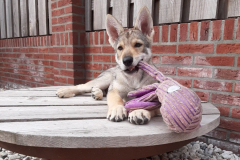 Wolf1