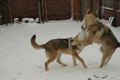 Wolf8