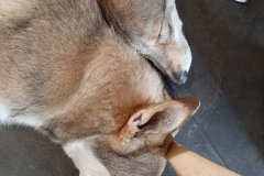 Wolf10