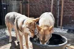 Wolf9
