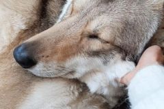 Wolf6